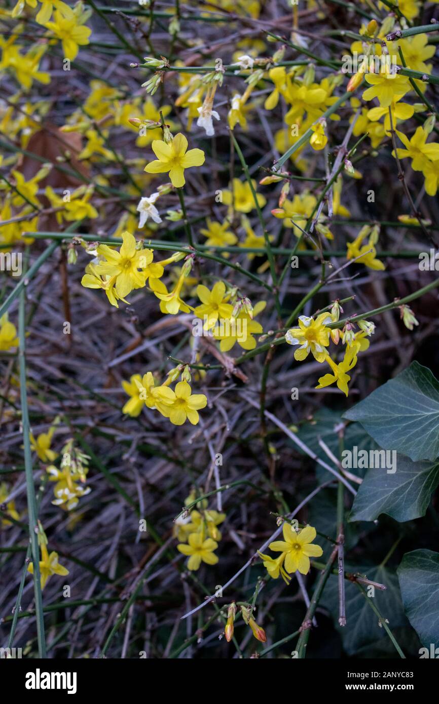 yellow flower shrub in winter Stock Photo