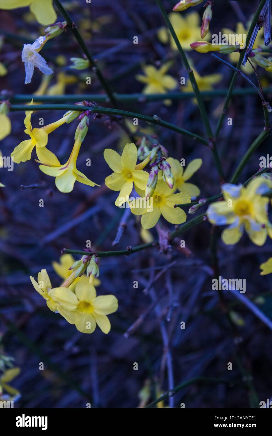 yellow flower shrub in winter Stock Photo