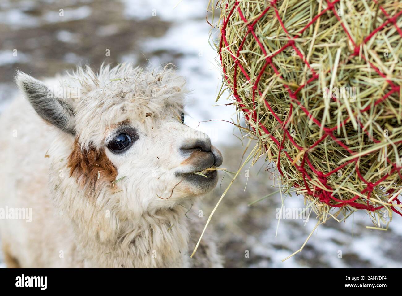 Funny alpaca eating hay. Beautiful llama farm animal at petting zoo