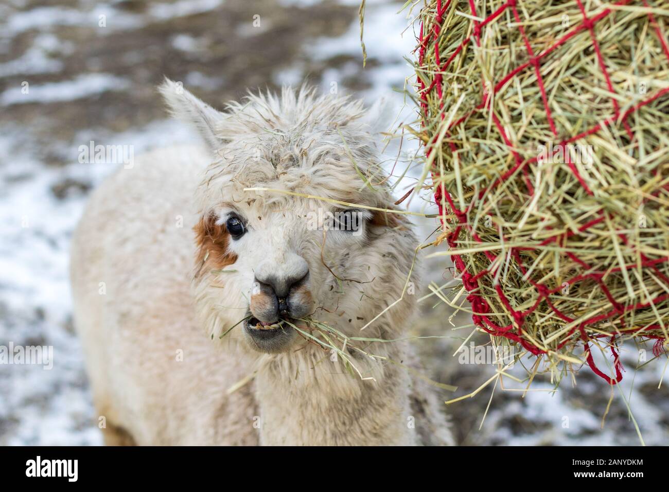 Funny alpaca eating hay. Beautiful llama farm animal at petting zoo