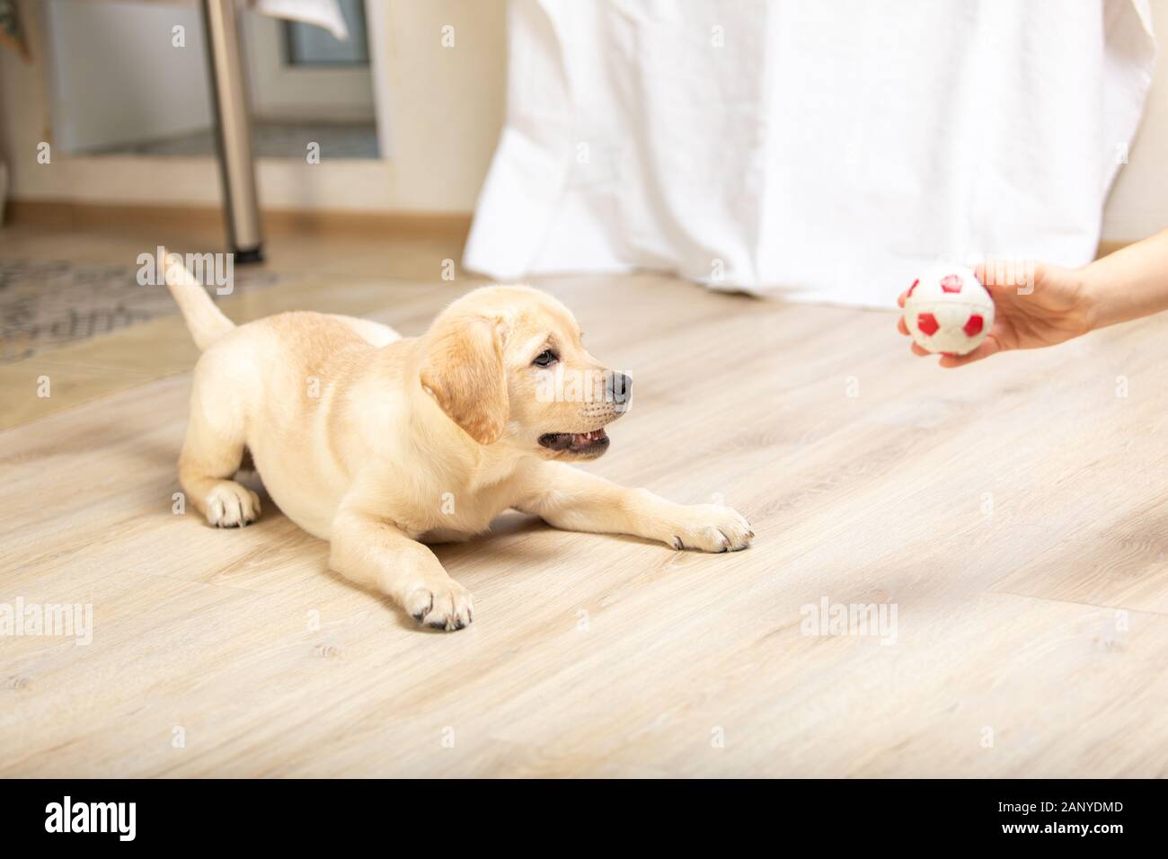 Dog playing in game with man close up. Labrador puppy plays with its ...