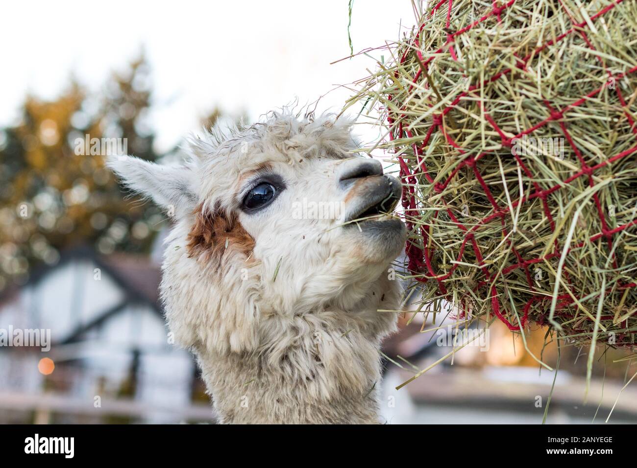 Funny alpaca eating hay. Beautiful llama farm animal at petting zoo