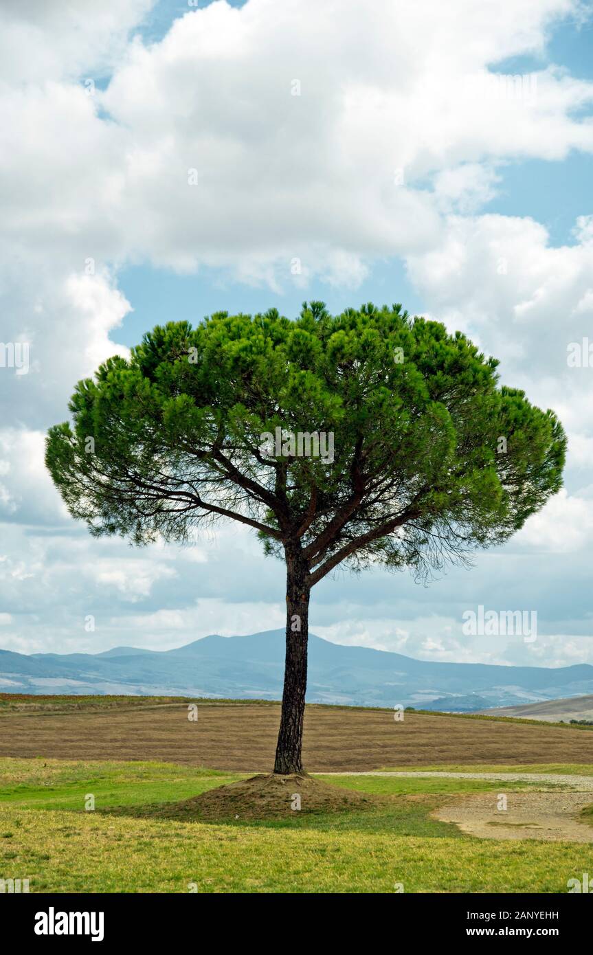 Thin tree green leaves trunk hi-res stock photography and images - Alamy