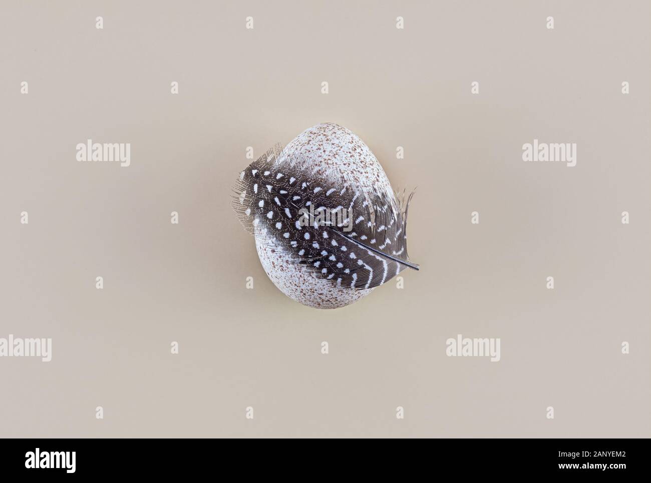 One turkey egg on a light background. Easter concept. Minimalist style. Flat lay. Copy spase. Stock Photo