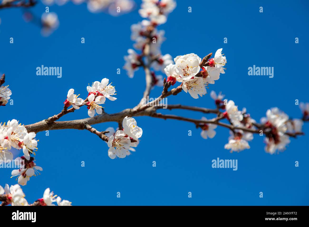 Springtime detail of tree branches with white flowers in bloom. Image Stock Photo