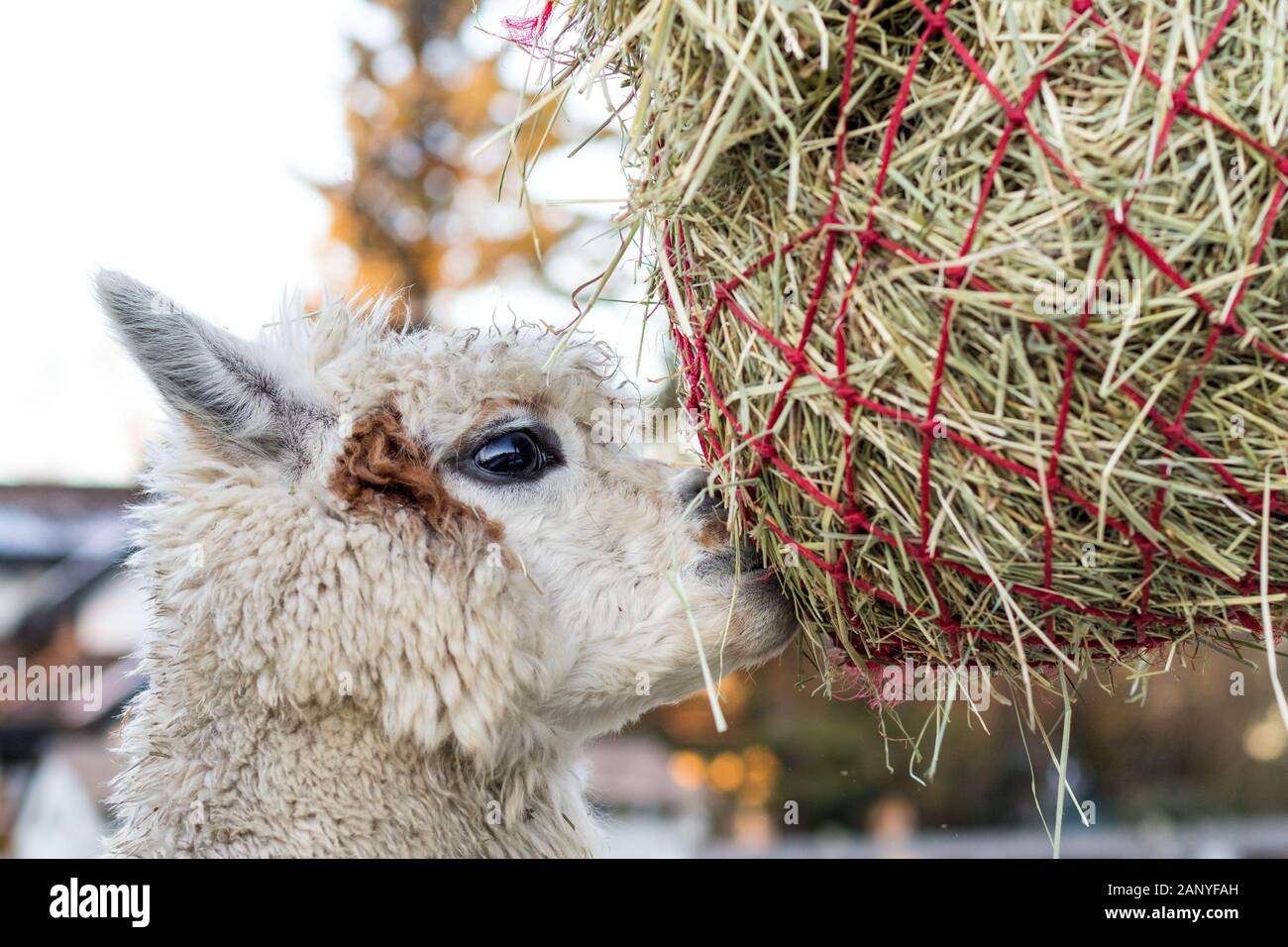 Cute alpaca eating hay. Beautiful llama farm animal at petting zoo