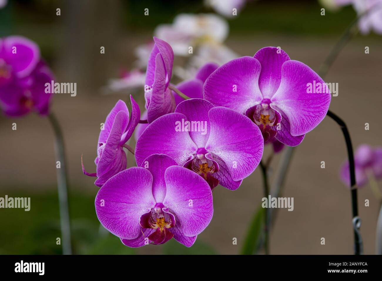 Purple Orchid, Phalaenopsis Amabilis, Orchid Family Stock Photo