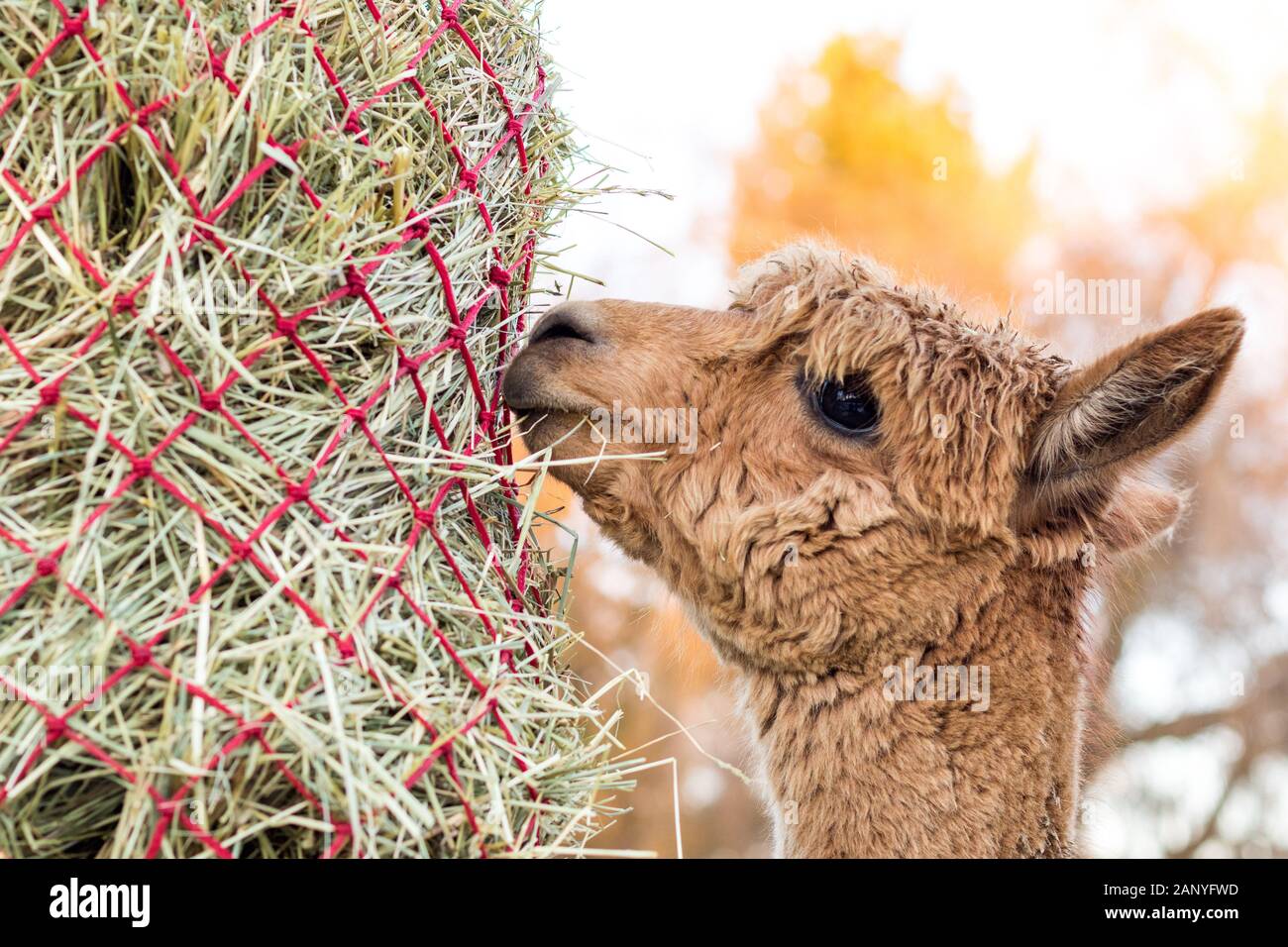 Cute alpaca eating hay. Beautiful llama farm animal at petting zoo Stock Photo Alamy