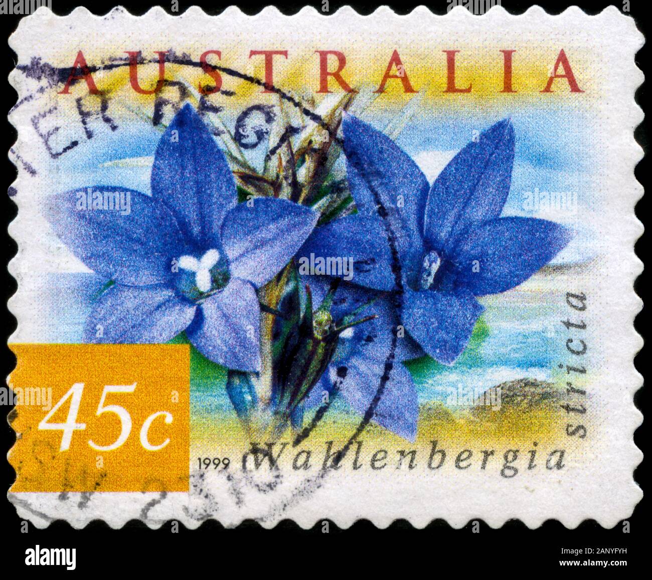 Australian Bluebells - Wahlenbergia stricta Stock Photo