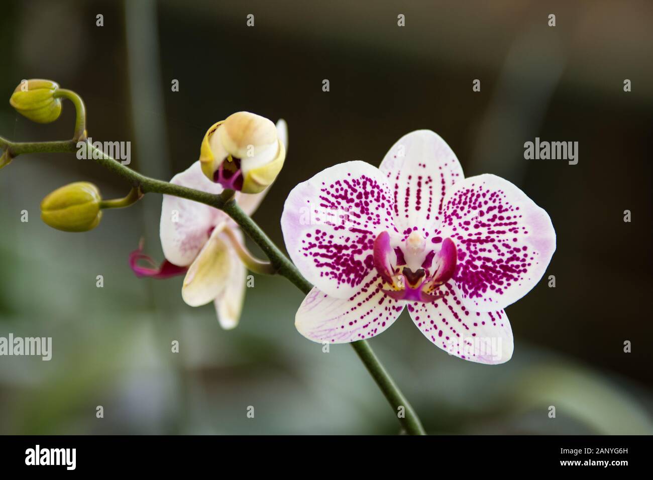 White and Purple Orchid, Phalaenopsis Amabilis, Orchid Family Stock Photo