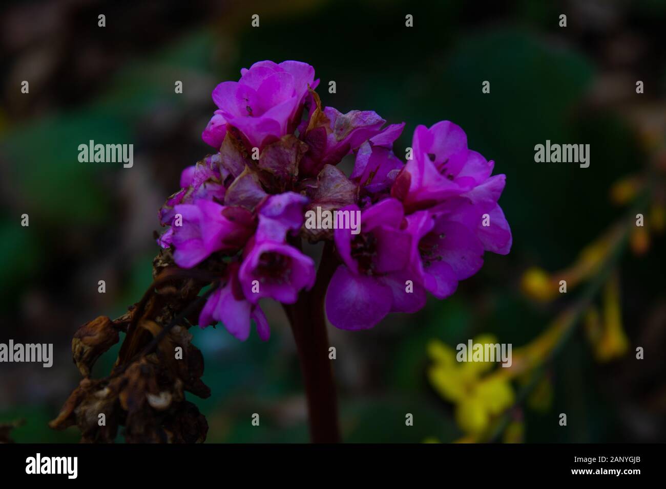 macro shot close up of a winter flower Stock Photo