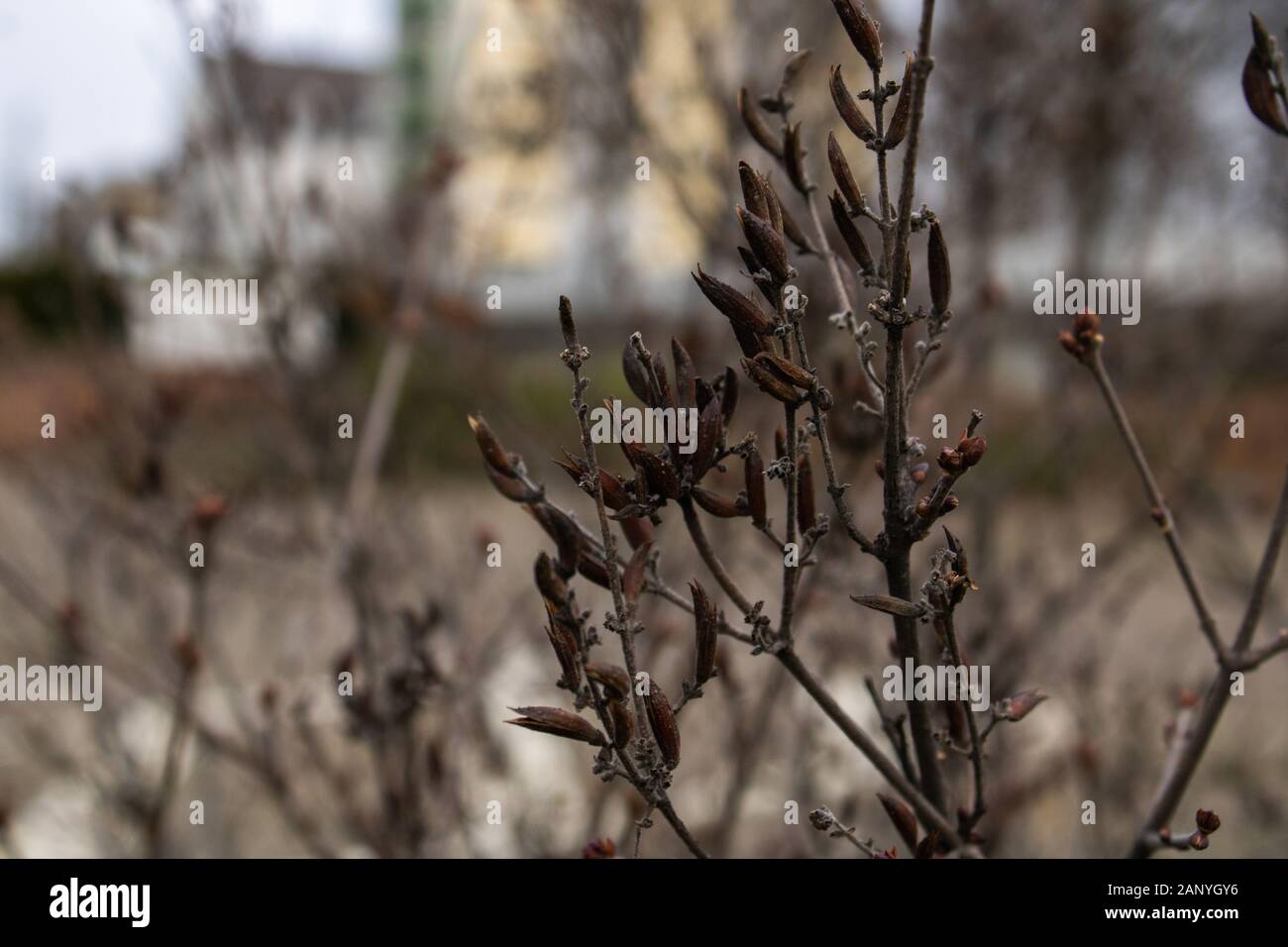 macro shot close up of a winter flower Stock Photo