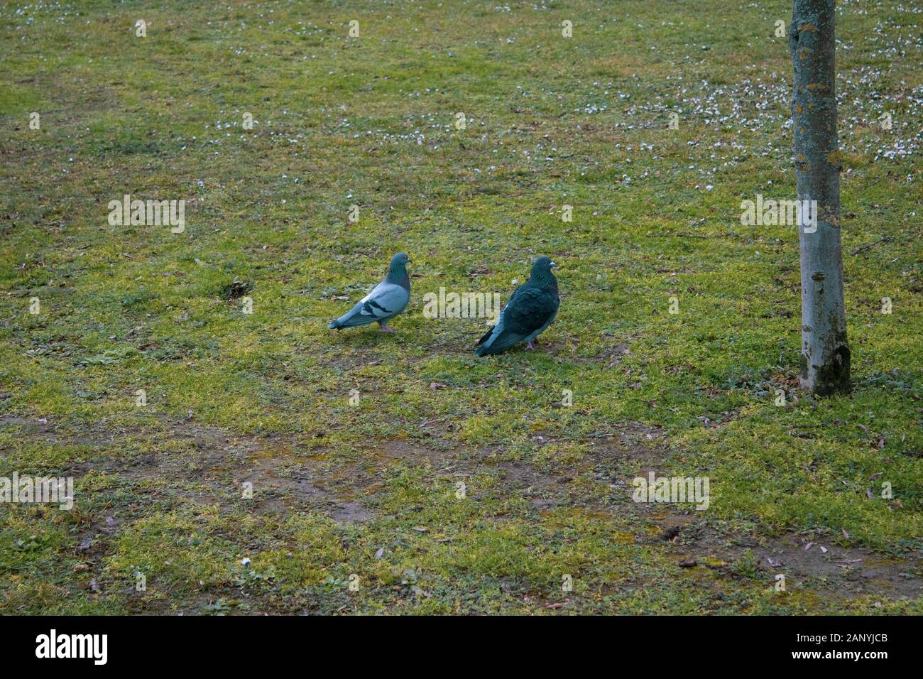 two pigeons on a field in a park Stock Photo