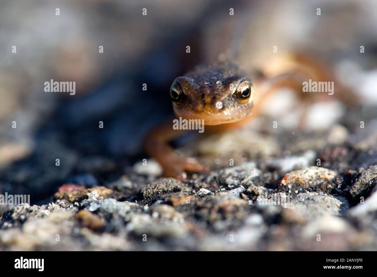 macro photo of salamander, the Netherlands Stock Photo