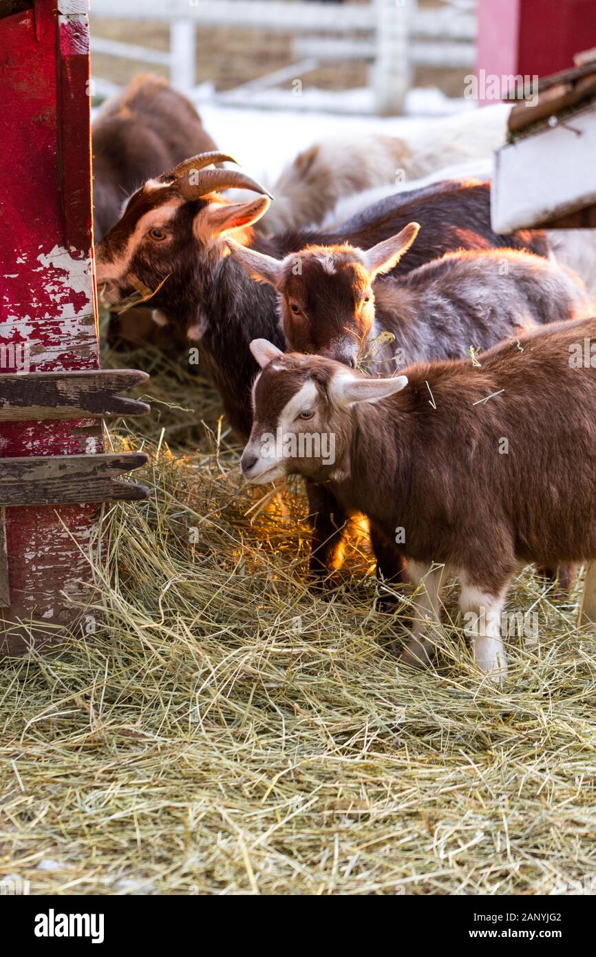 Group of cute dwarf goats eating hay by the barn. Beautiful farm
