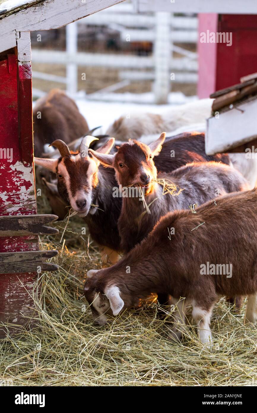 Group of cute dwarf goats eating hay by the barn. Beautiful farm animals at petting zoo. Stock Photo