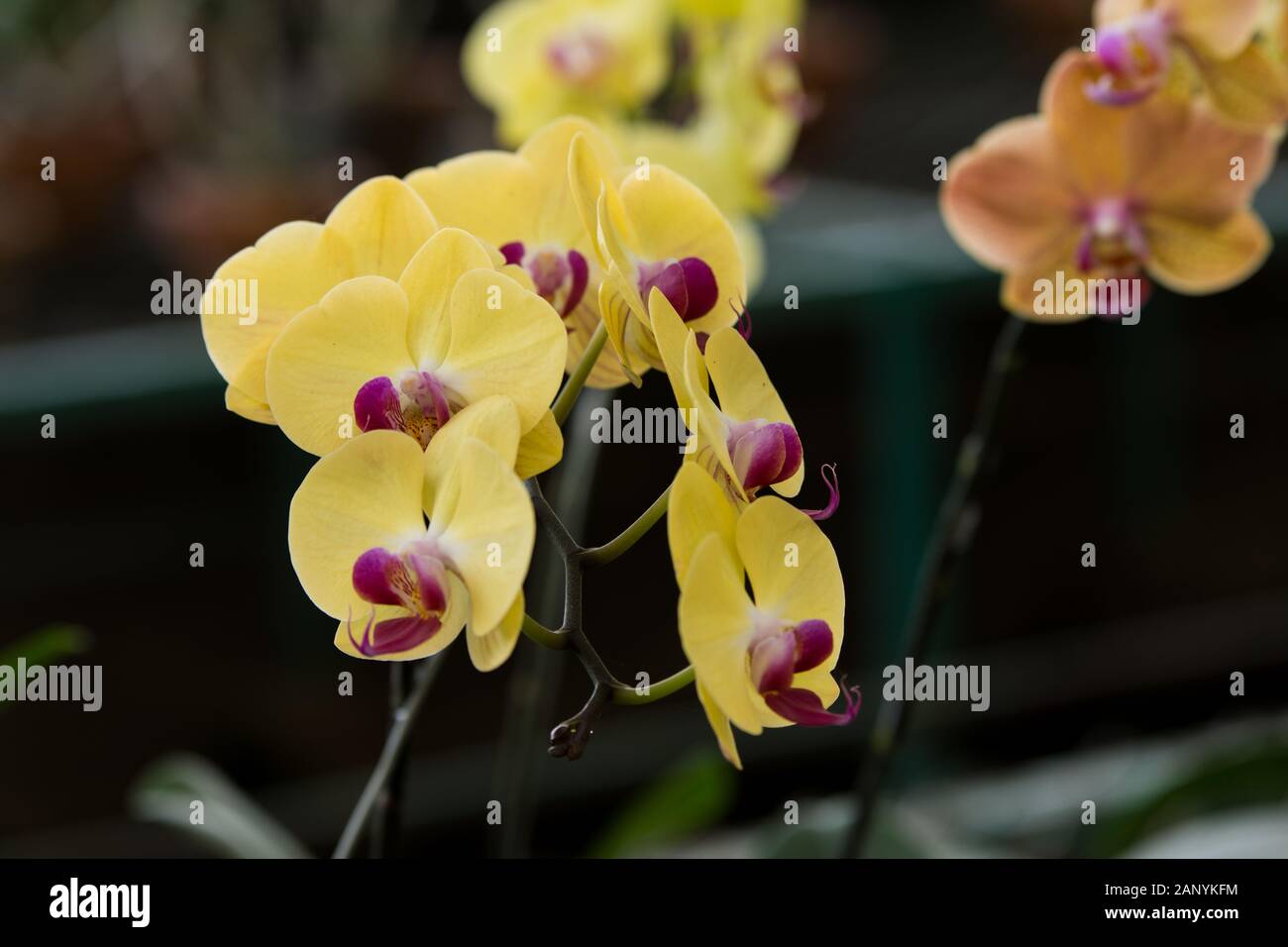 Yellow orchid flower in orchid farm Stock Photo