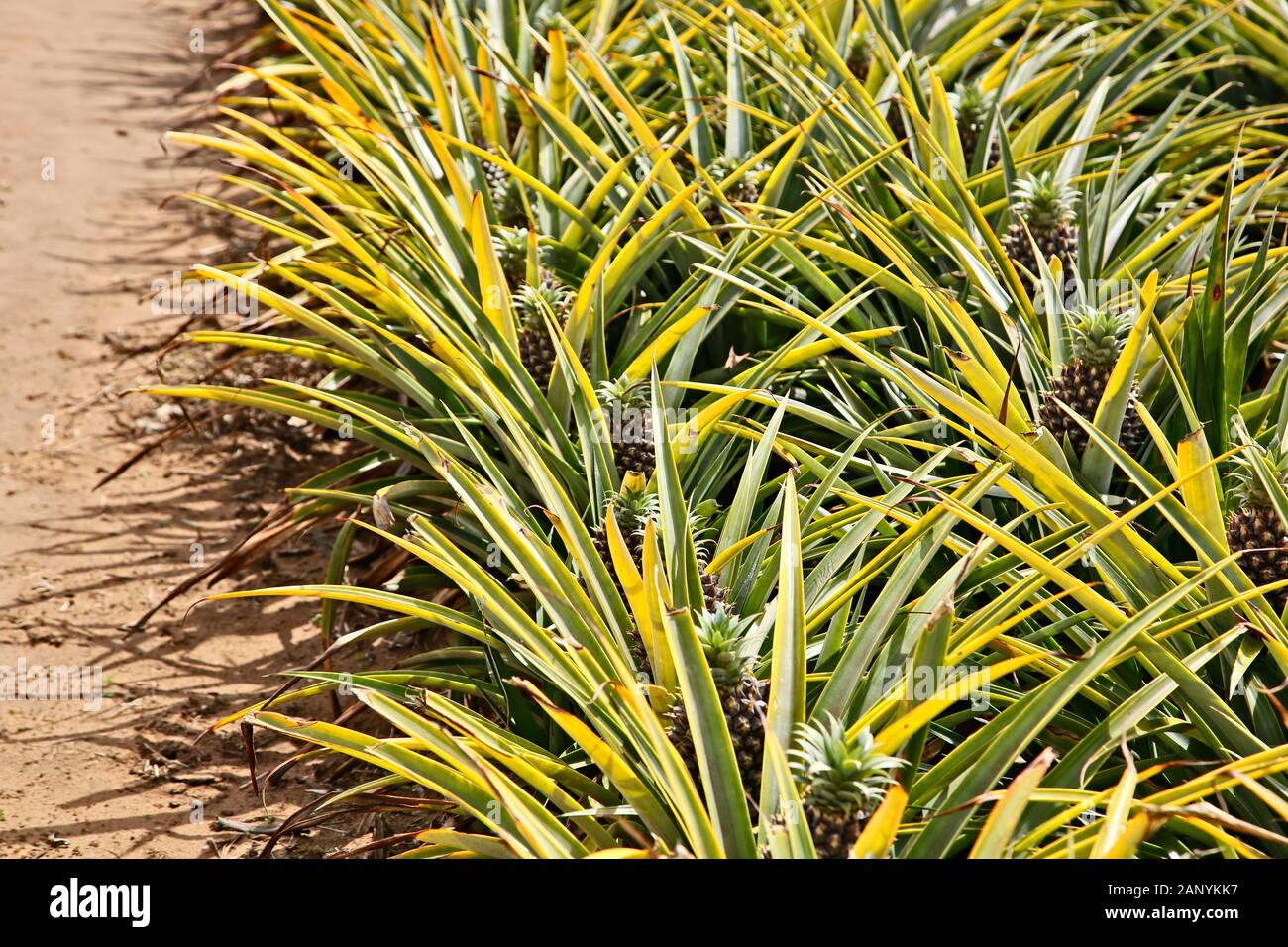 Beautiful pineapple plant in South Africa during daytime Stock Photo