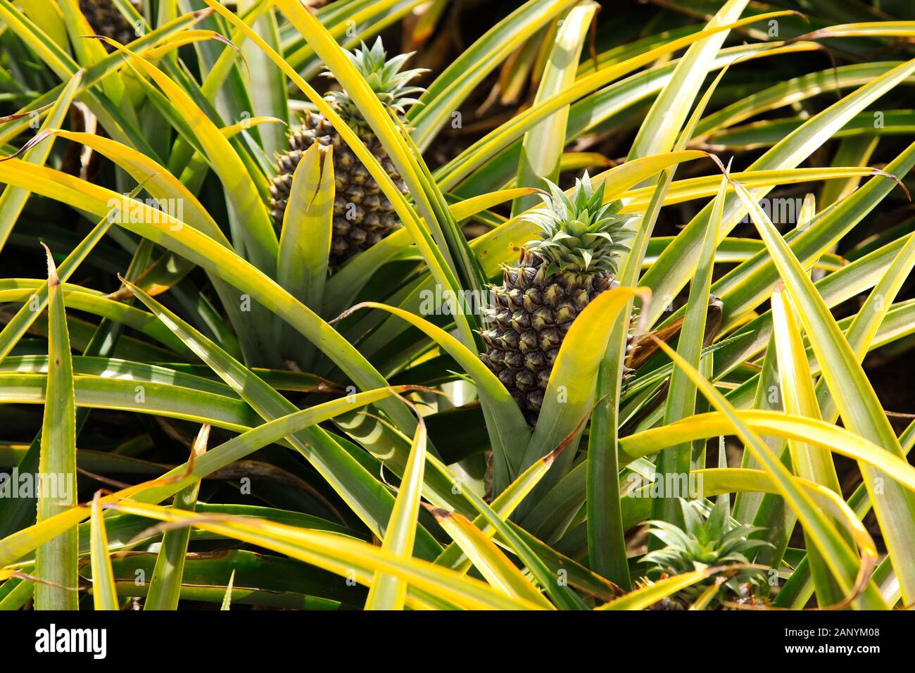 Beautiful pineapple plant in South Africa during daytime Stock Photo