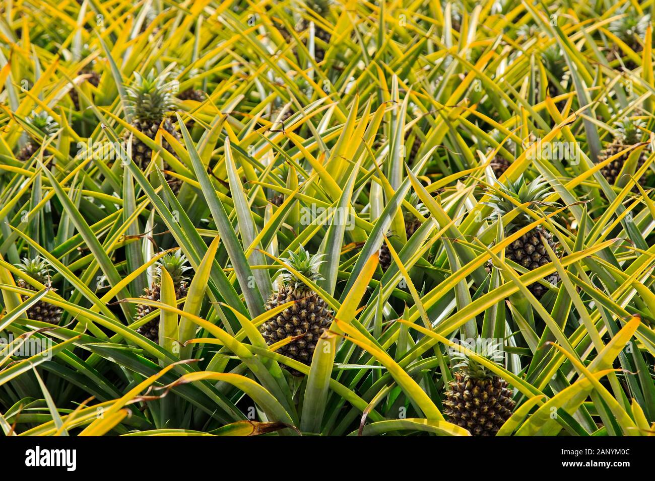 Beautiful pineapple plant in South Africa during daytime Stock Photo