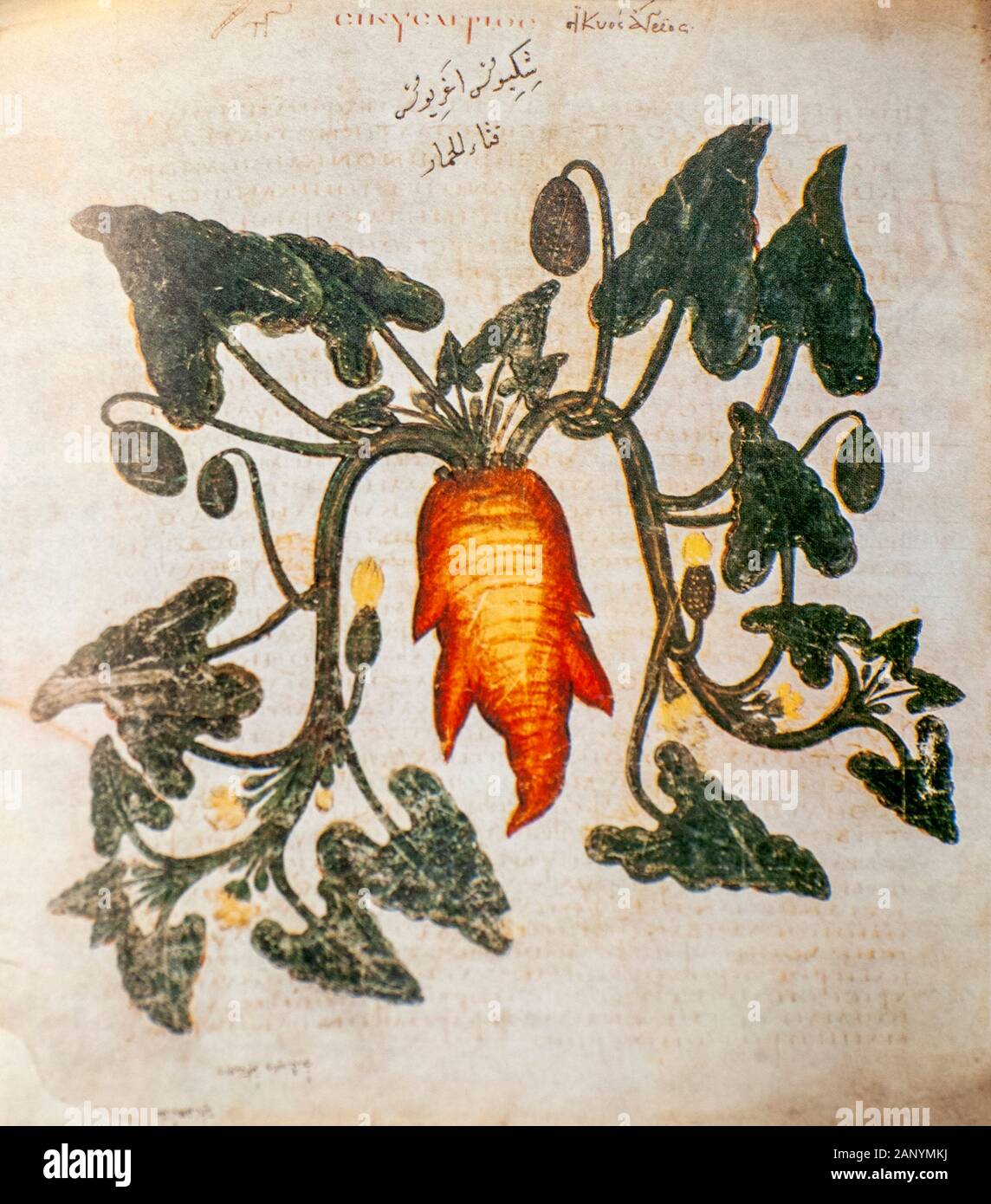 Hand drawn Ecballium elaterium (Squirting Cucumber) from a Byzantine manuscript Aniciae Julianae Codex ca. 512. Stock Photo