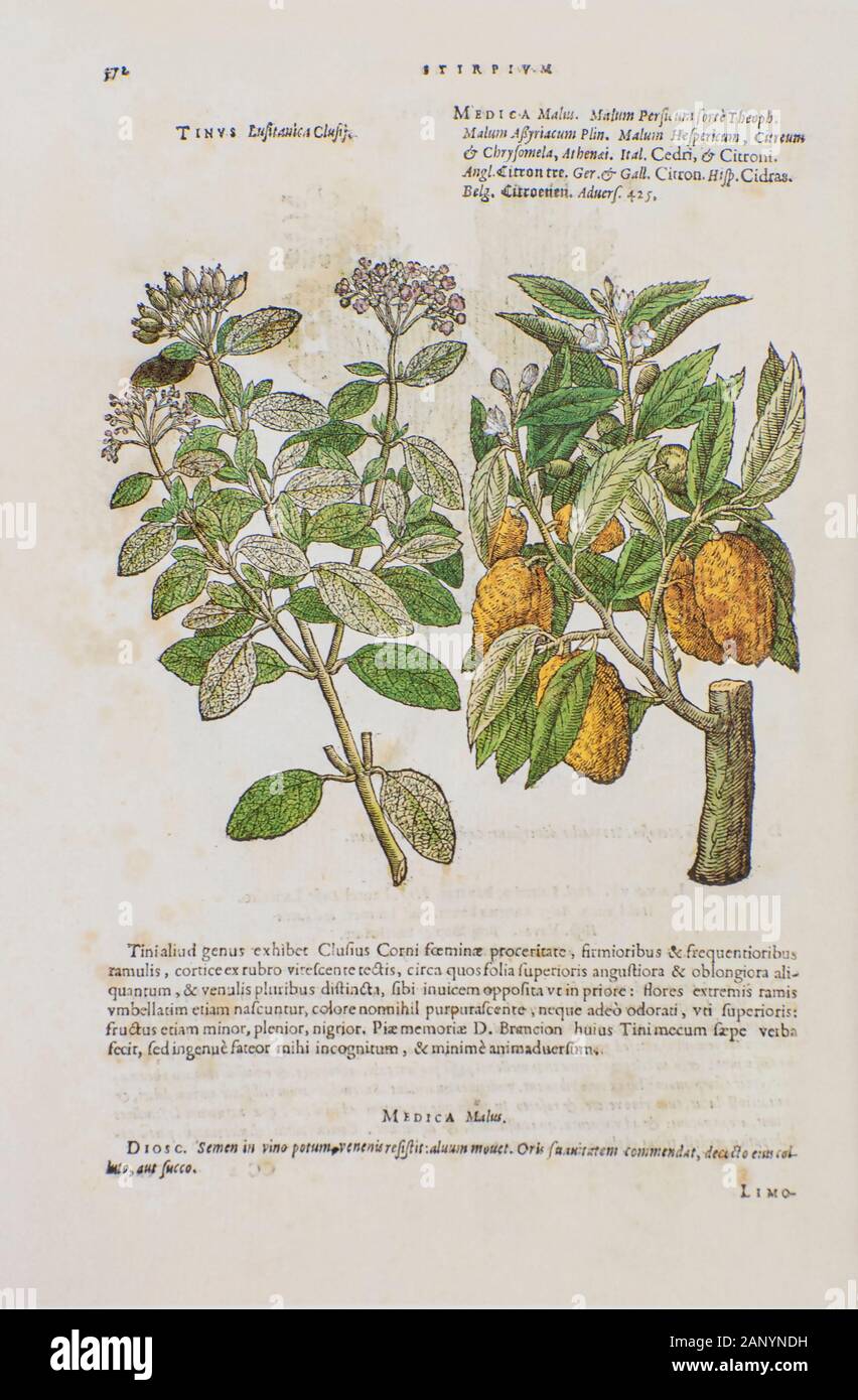 Botanical illustration of a Viburnum tinus (Laurustinus, laurustinus viburnum or laurestine) tree. By Mathias Lobel. Printed in 1576 Stock Photo
