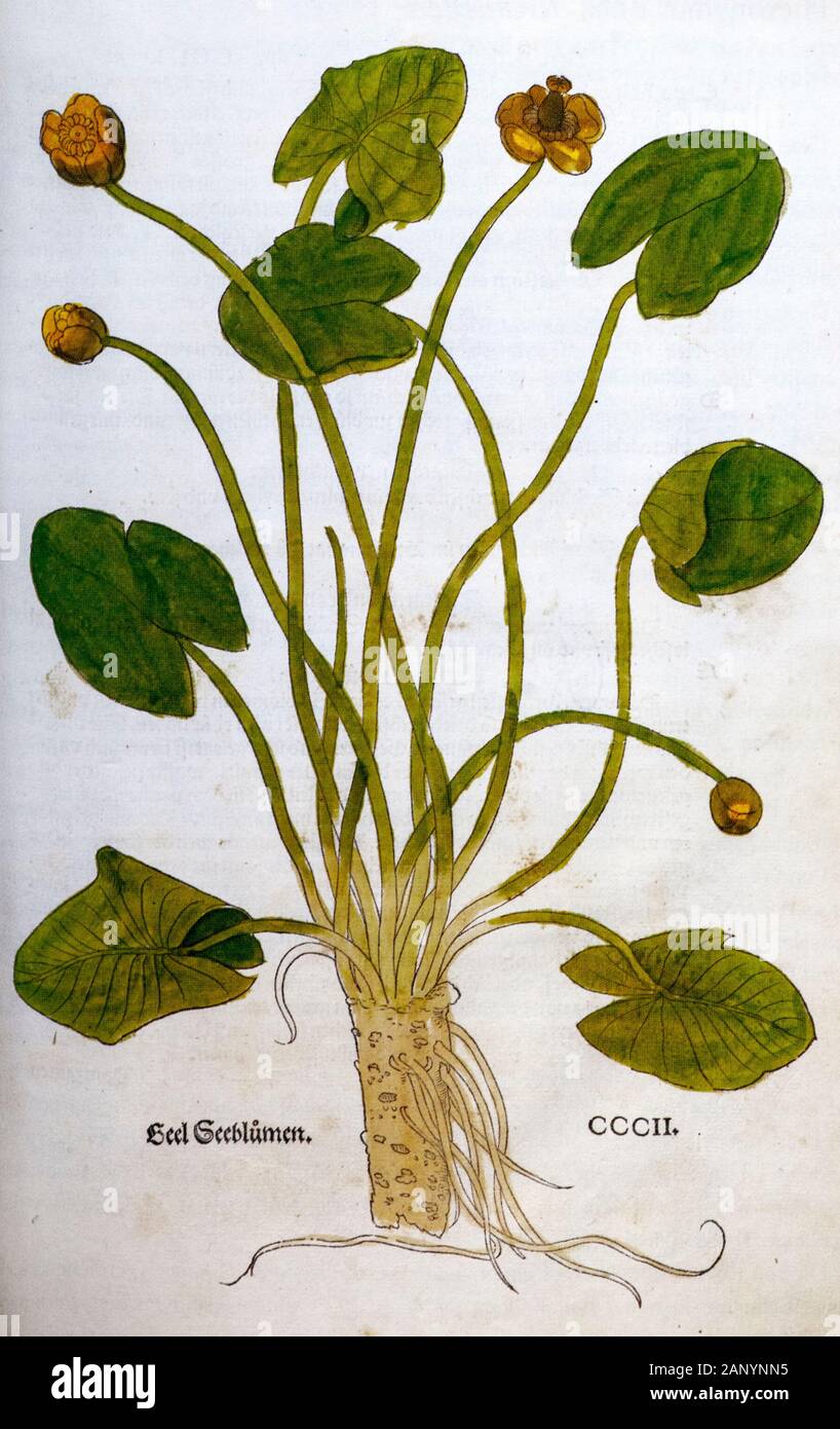 Woodcutting botanical print of a Nuphar lutea (yellow water-lily or Yellow Pond Lily), published by Fuchs in 1543 Stock Photo