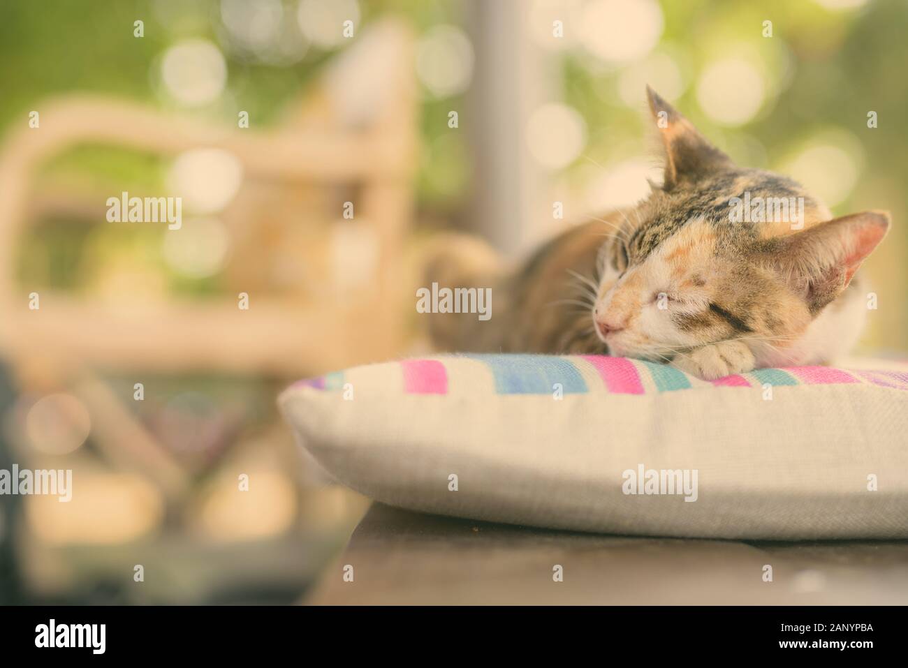 Cute Calico Cat Sleeping On The Cushion Stock Photo