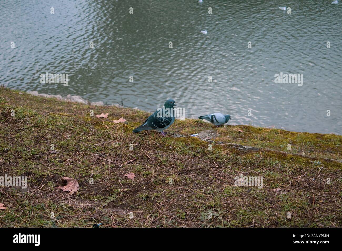 pidgeons on a riverbank on a cloudy day Stock Photo
