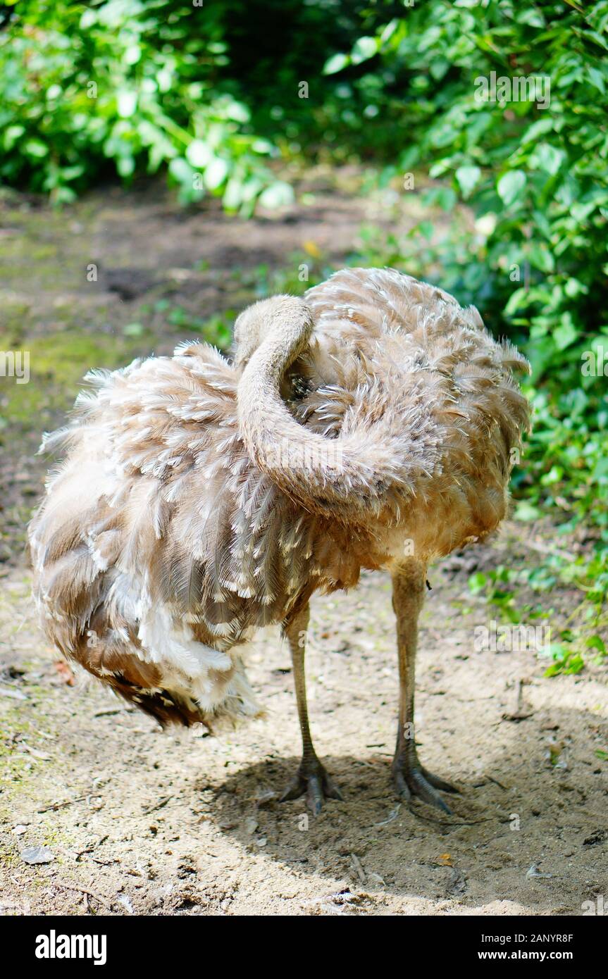 Vertical closeup shot of a baby ostrich standing on the ground surrounded by greenery Stock Photo