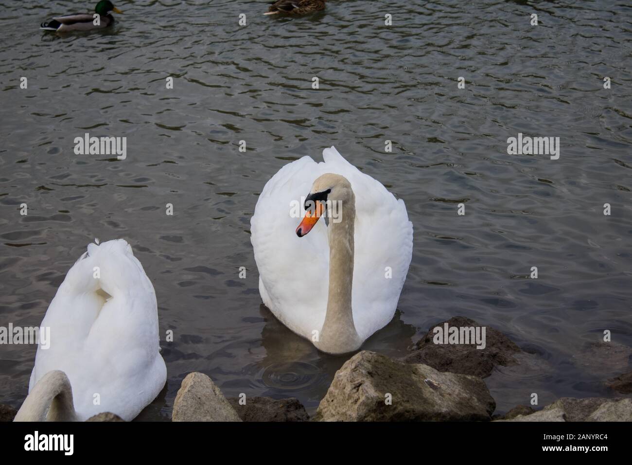 swans at a riverbank looking for food Stock Photo