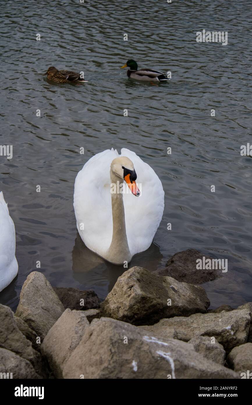 swans at a riverbank looking for food Stock Photo