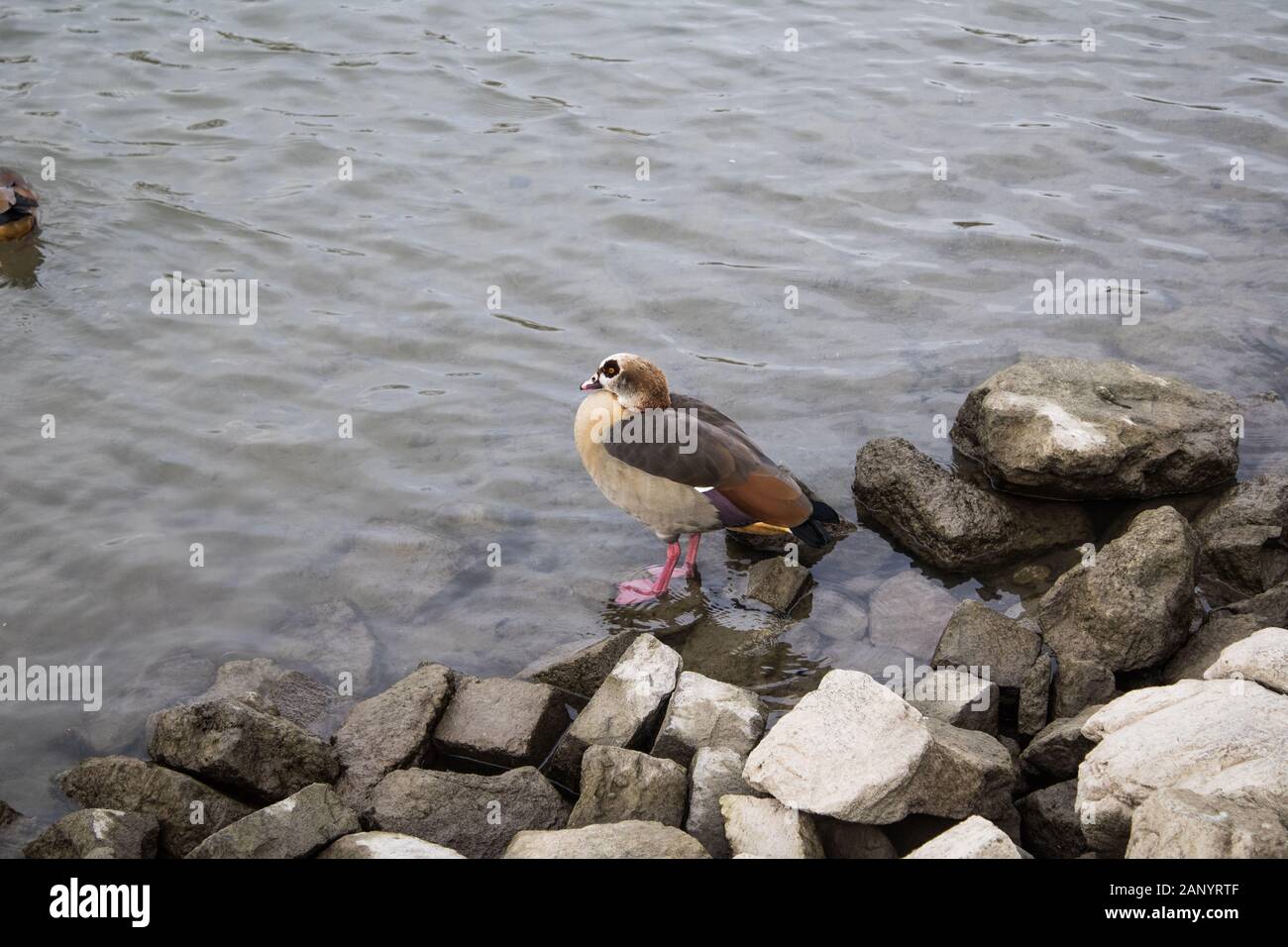 seabird on a riverbanks chilling Stock Photo