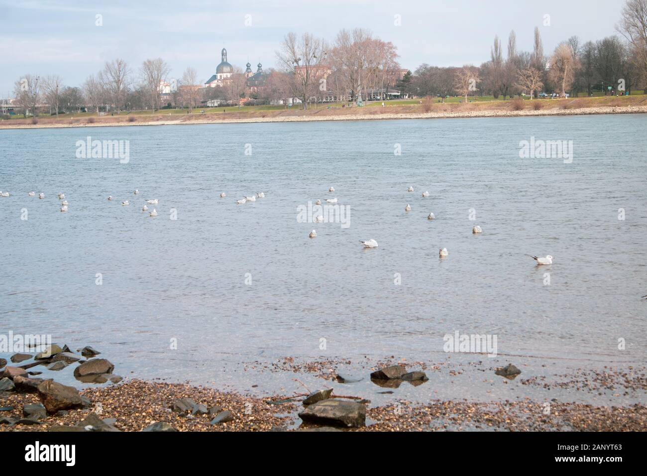 bird chilling on a river beach Stock Photo
