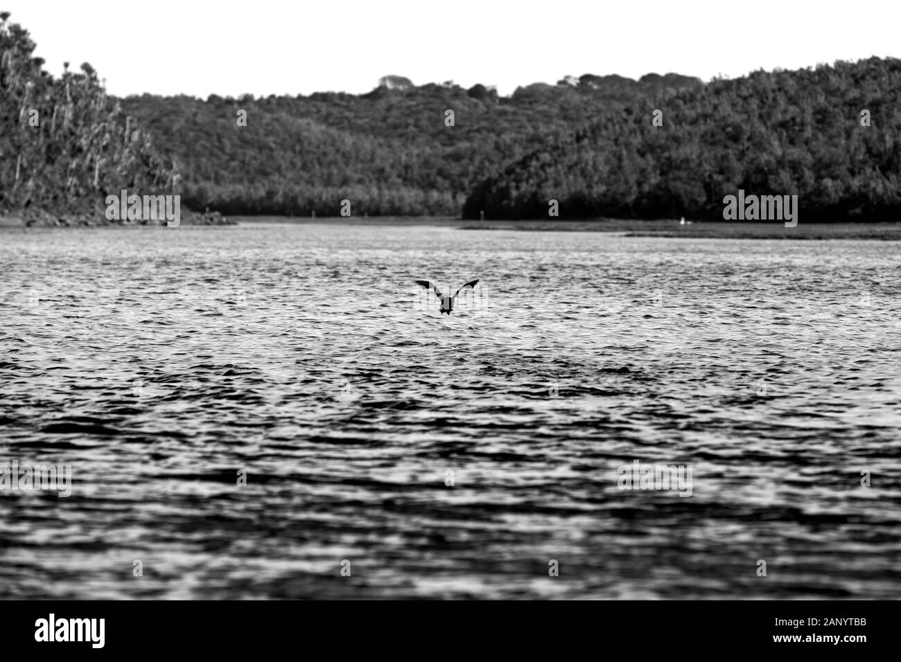 Grey scale shot of a bird flying over a lake towards the tree covered hills Stock Photo