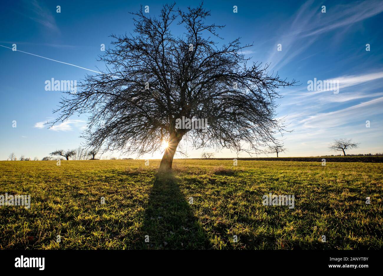 Landscape with beautiful Franconian bare tree with back lit and blue sky on a warm January day in Bavaria, Germany. Stock Photo