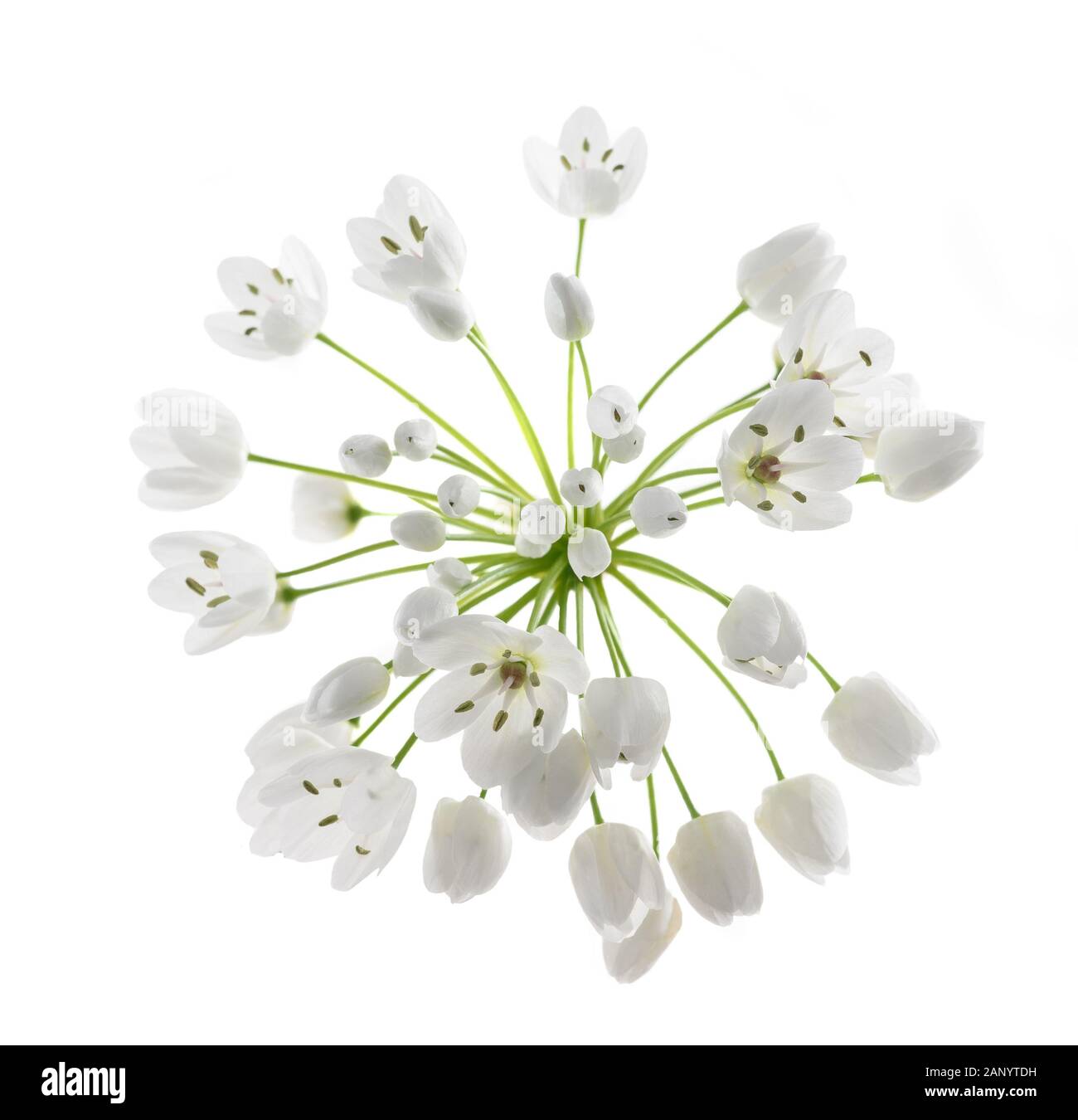 wild garlic flowers isolated on white background Stock Photo