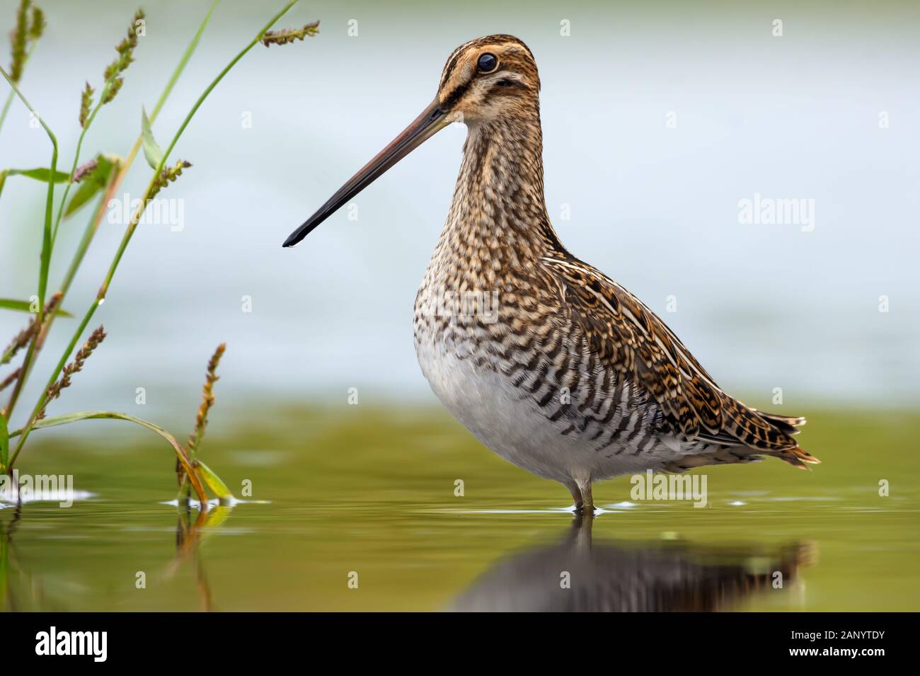 Adult Common snipe great full height posing in shallow water of small pond Stock Photo