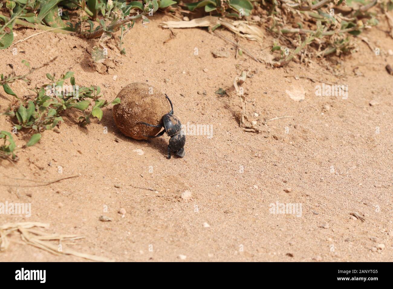 High angle shot of a black dung beetle carrying a road piece of mud near the plants Stock Photo