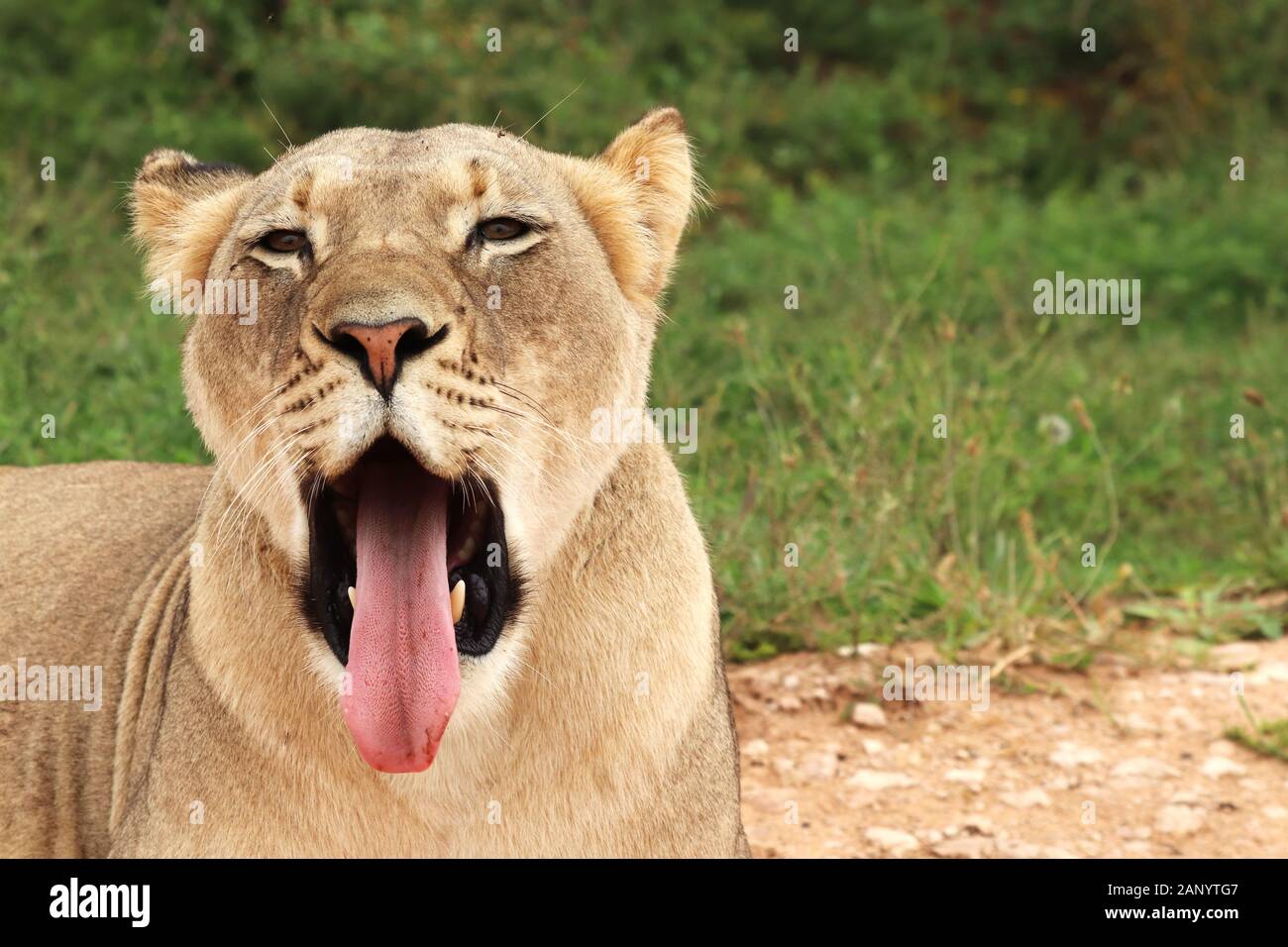 Funny Wildlife &#8212; A Lioness Learning to read Oryx at Kij Kij,...