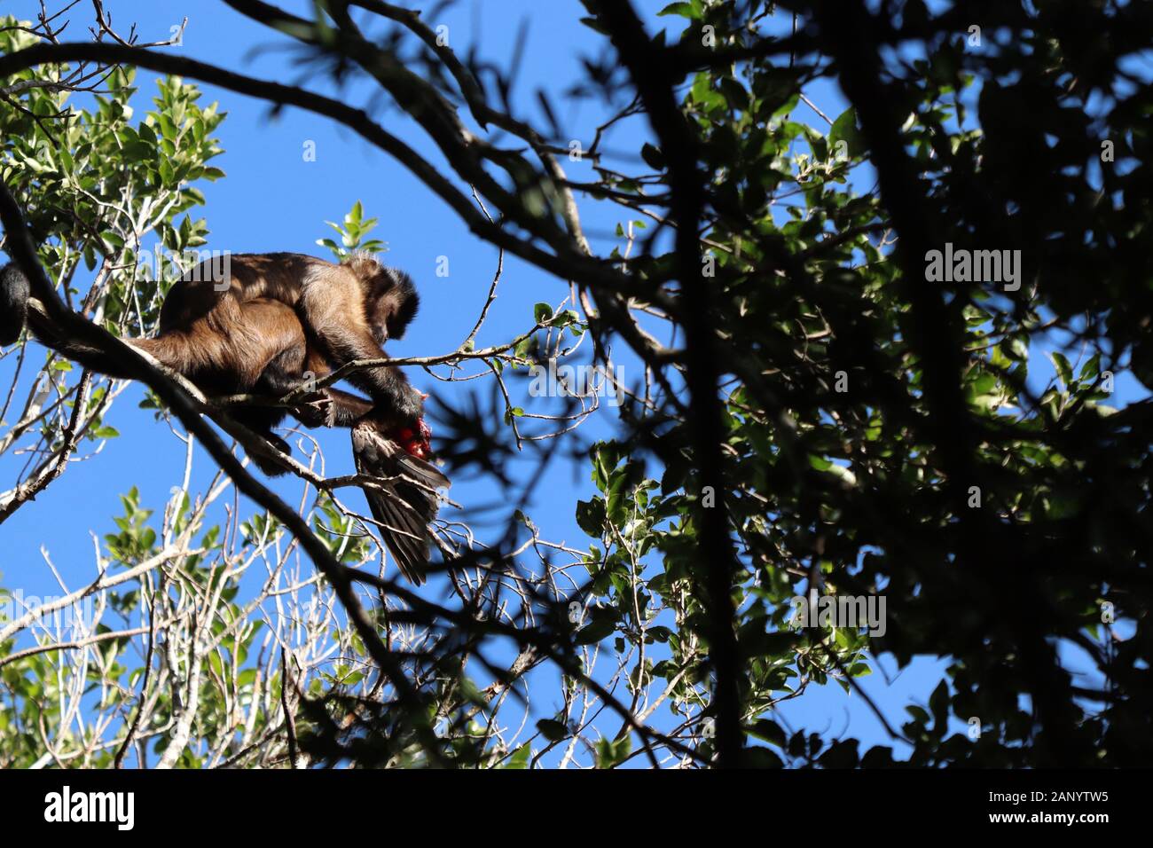 Low angle shot of a monkey hunting a bird on the branch of a tree in a forest Stock Photo