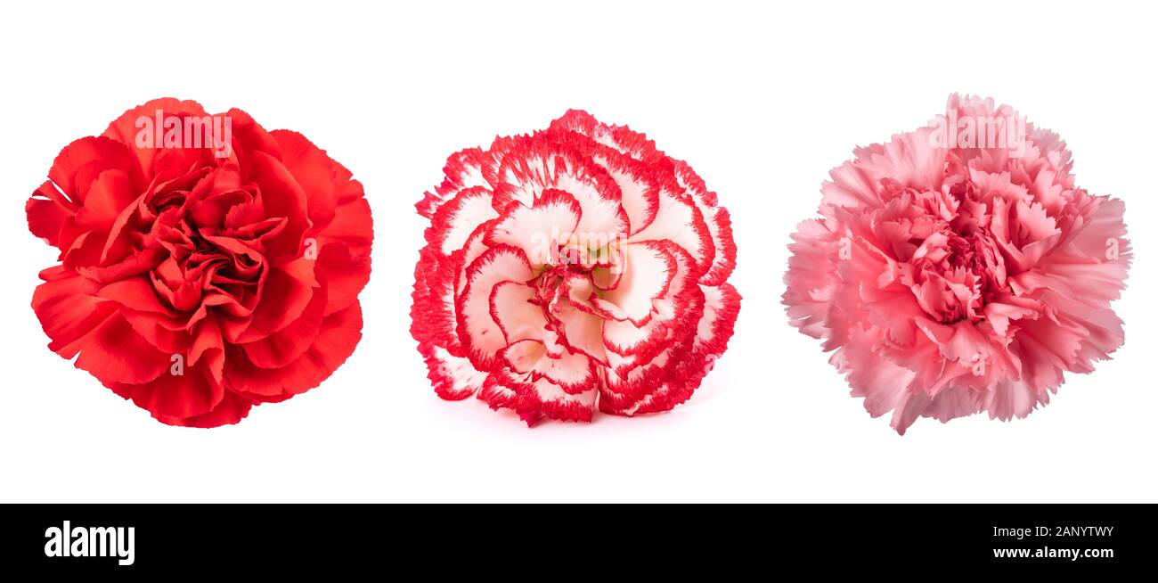 Carnations mix  isolated on white background Stock Photo