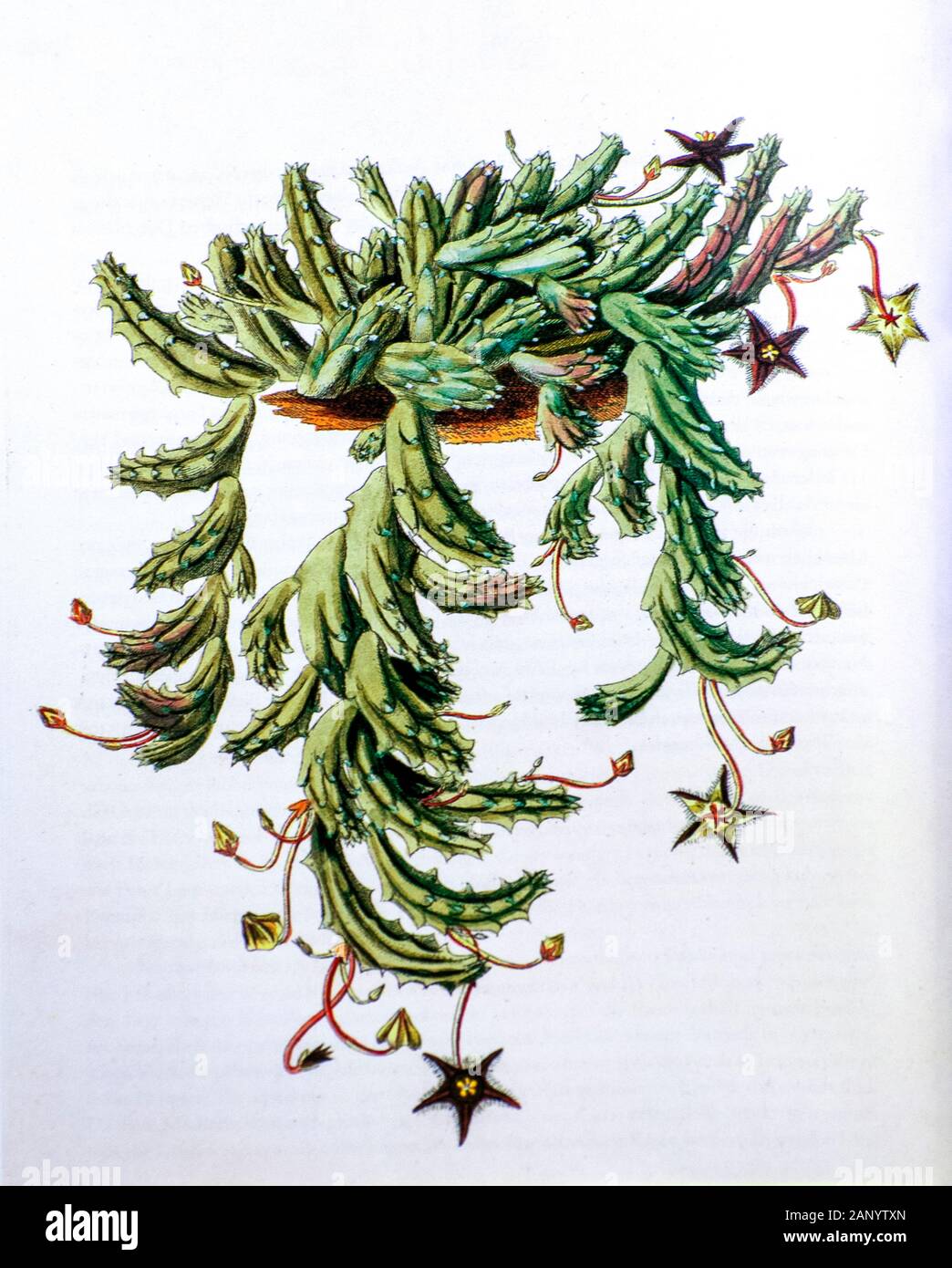 Stapelia hirsuta, Botanical illustration from c 1810 The common names are starfish flower or carrion plant Stock Photo