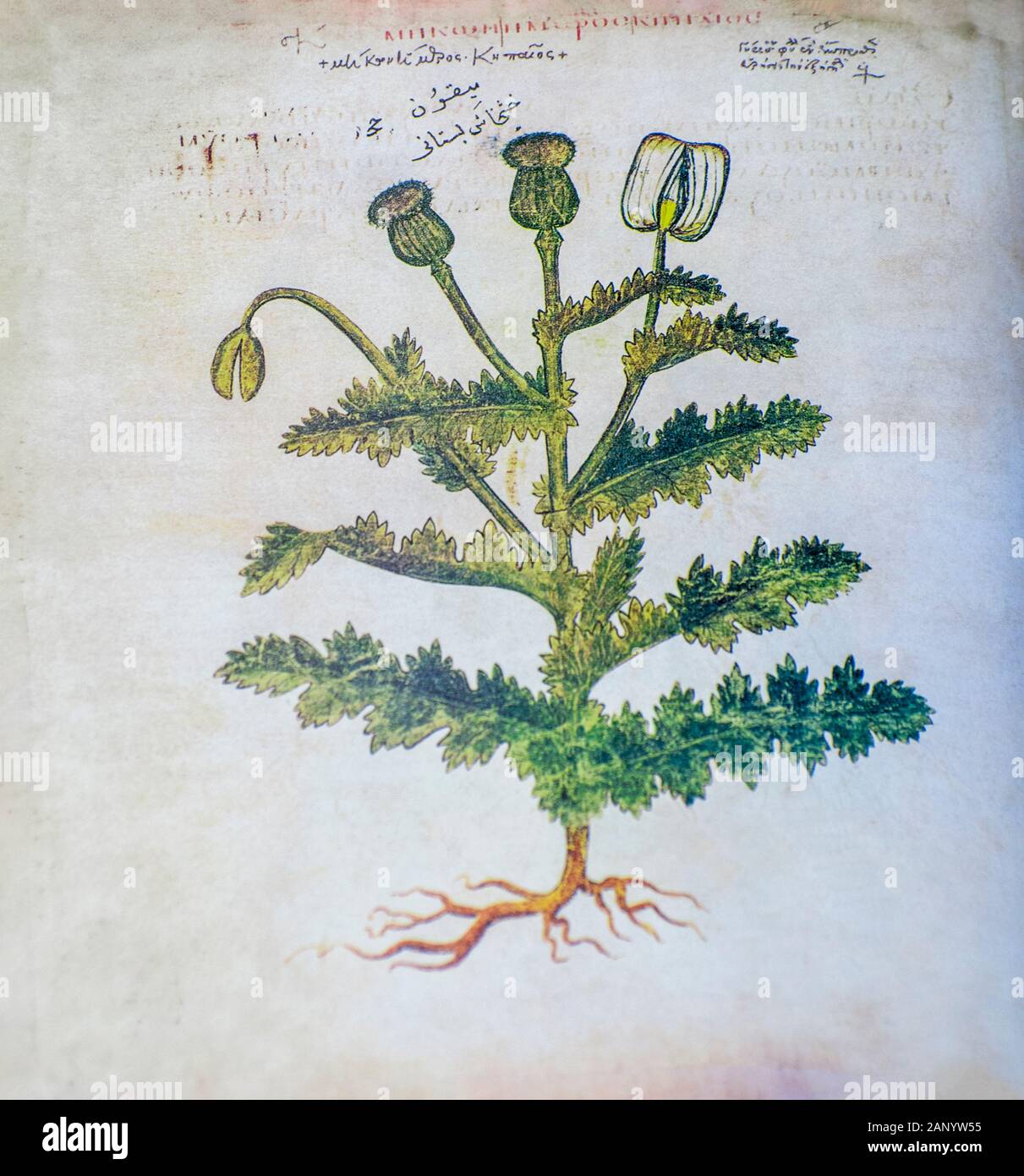 Hand drawn Papaver somniferum (opium poppy) from a Byzantine manuscript Aniciae Julianae Codex ca. 512. Stock Photo