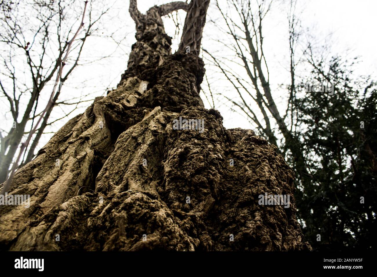 interesting tall tree bark on a winter day Stock Photo