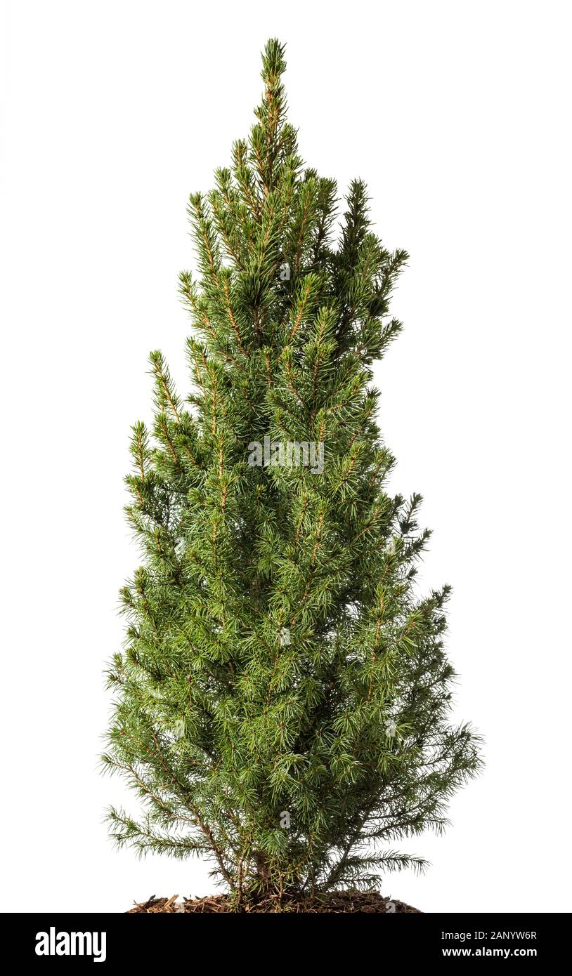 picea plant  isolated on white background Stock Photo