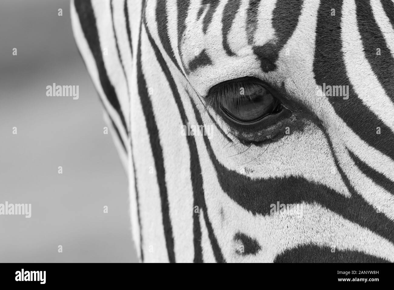 Closeup shot of the eye of a beautiful zebra with a blurred natural background Stock Photo