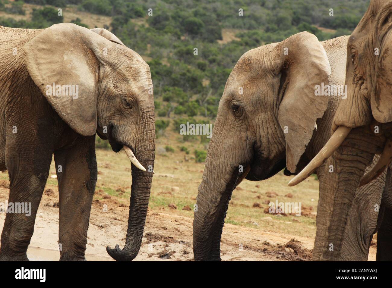 Group of elephants playing around near a puddle of water in the middle of the jungle Stock Photo