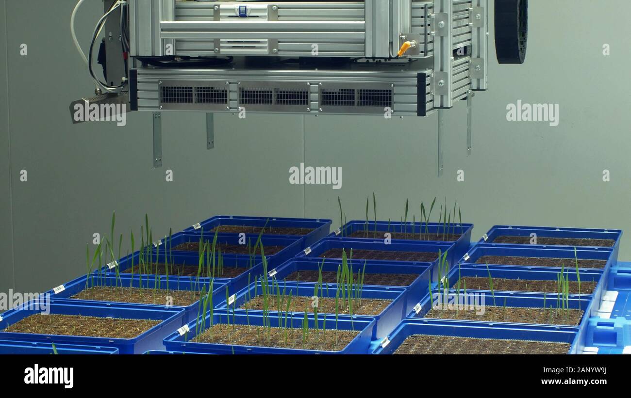 Phenotyping line robotic automatic for scientific research measurement system technology of photosynthesis, chlorophyll, phenotype and parameters Stock Photo