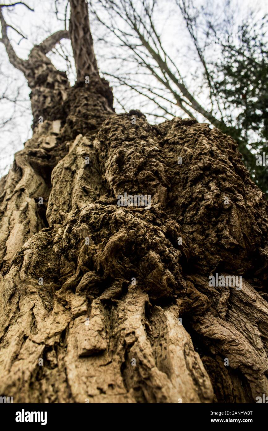 interesting tall tree bark on a winter day Stock Photo